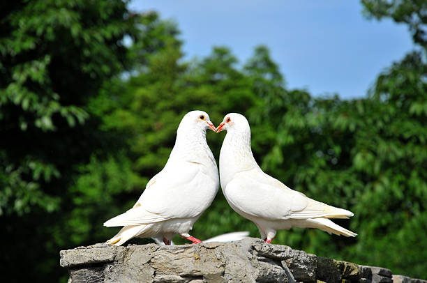 Are you searching for a trusted and powerful Sangoma in Western Cape to help with love, marriage, financial problems, or spiritual issues? Dr. Esatu is a renowned traditional healer, herbalist, and spiritual advisor offering authentic Sangoma services in Cape Town, Stellenbosch, George, Paarl, and surrounding areas.