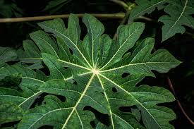 Traditional Healer Manhood Boosting – Dr. Esatu’s Powerful Methods Many men are looking for safe and natural ways to enhance manhood, increase size, and boost sexual performance. Dr. Esatu, a trusted traditional healer, offers African manhood enhancement solutions using herbs, oils,